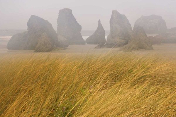 OR, Bandon Dune grass and seastacks in fog